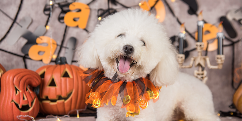 Xenos verkoopt hondenpakje met spinnenpoten voor Halloween