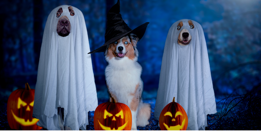 Griezel mee tijdens de 'KNGF Halloween Hondentocht 2019' in het Amsterdamse Bos