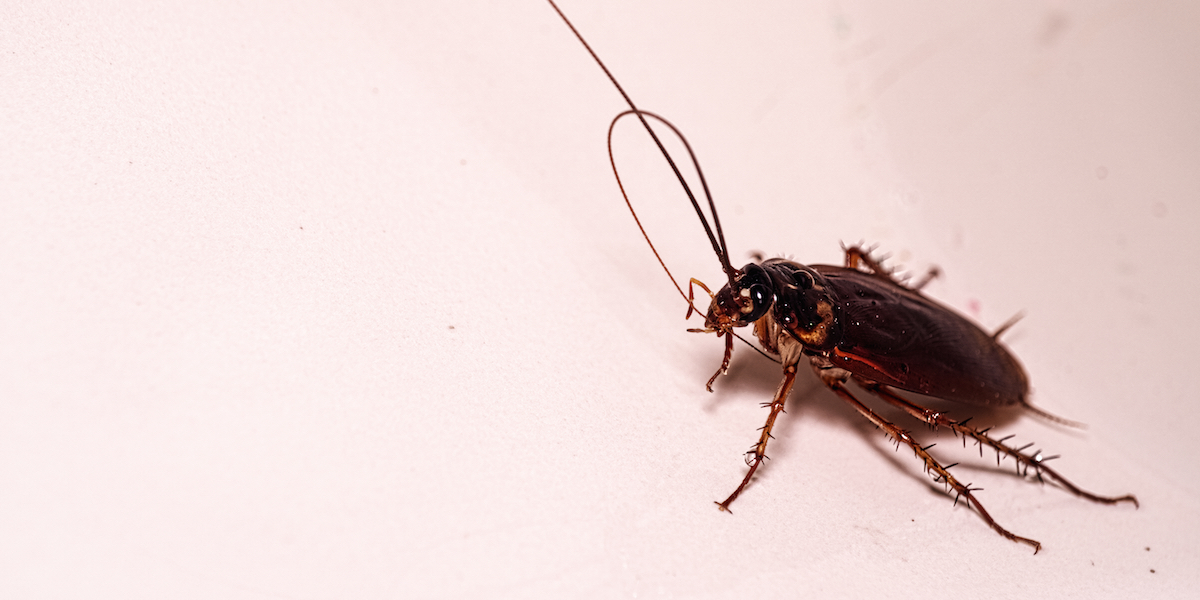 Vind je jouw ex een verschrikking? Met deze Valentijnsactie kun je hem vernoemen naar een kakkerlak!