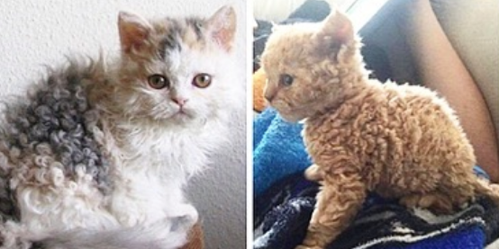 Deze 'poodle cats' heb jij als kattenliefhebber nodig in jouw leven!