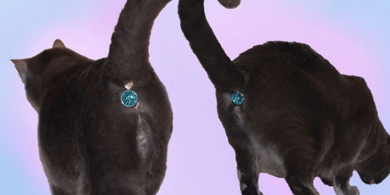 Twinkle Tush: het sieraad voor jouw kat z’n kont 