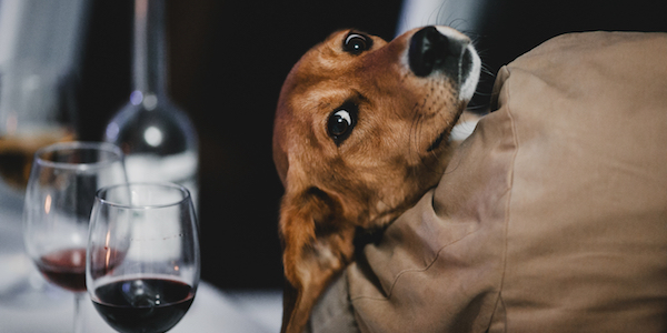 Drink vanaf nu lekker een wijntje met je hond met deze hondenwijn