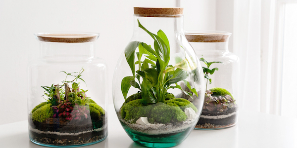 Zo maak je gemakkelijk jouw eigen planten terrarium