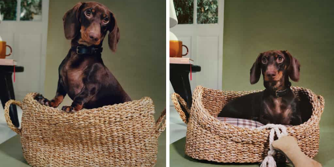 Zara Home lanceert toffe collectie voor honden