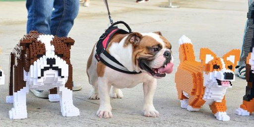 Tof: Maak je eigen hond of kat van LEGO!