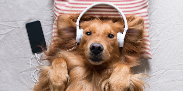 Waaat? Spotify heeft afspeellijsten voor je huisdier 