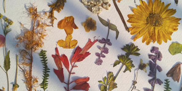 Leuke woontrend: droogbloemen inlijsten