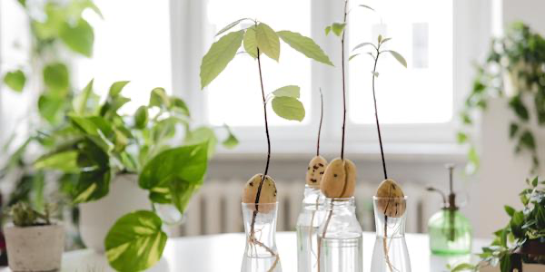 DIY: Kweek in 2023 je eigen avocadoplant