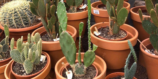 Weekendtip: Youplant plantenmarkt in Amsterdam 