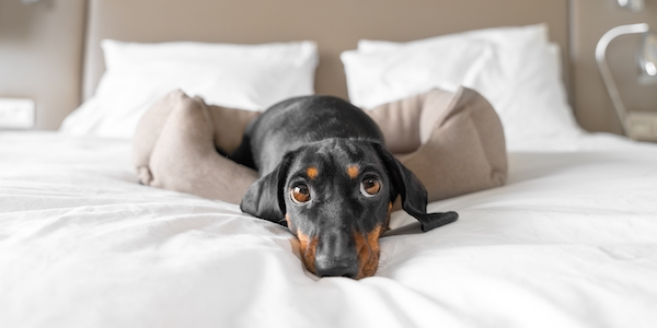 Heb je een teckel? Dan moeten jullie dít teckelhotel in Tirol bezoeken